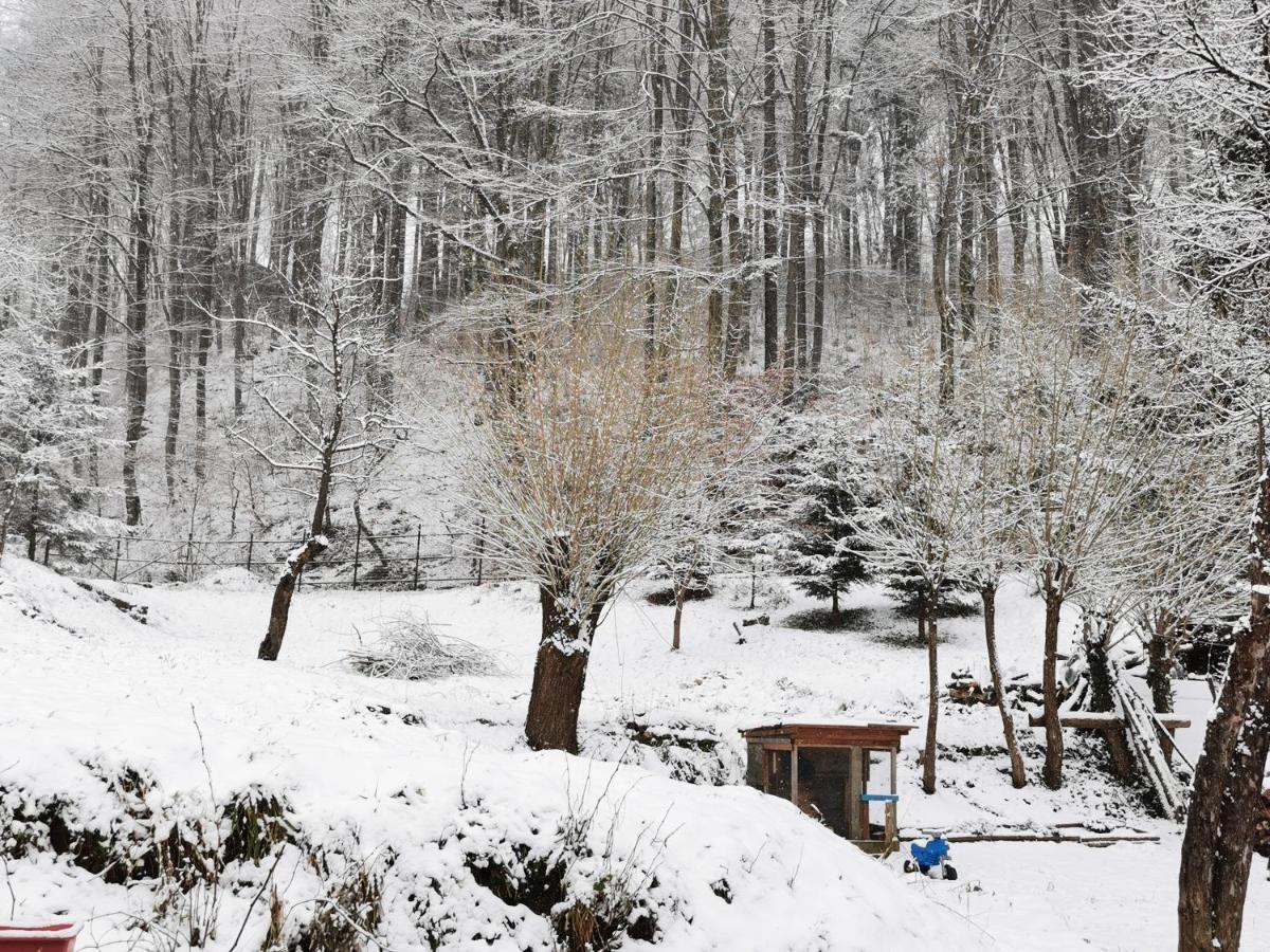 Soho Lodge Rasnov Bagian luar foto