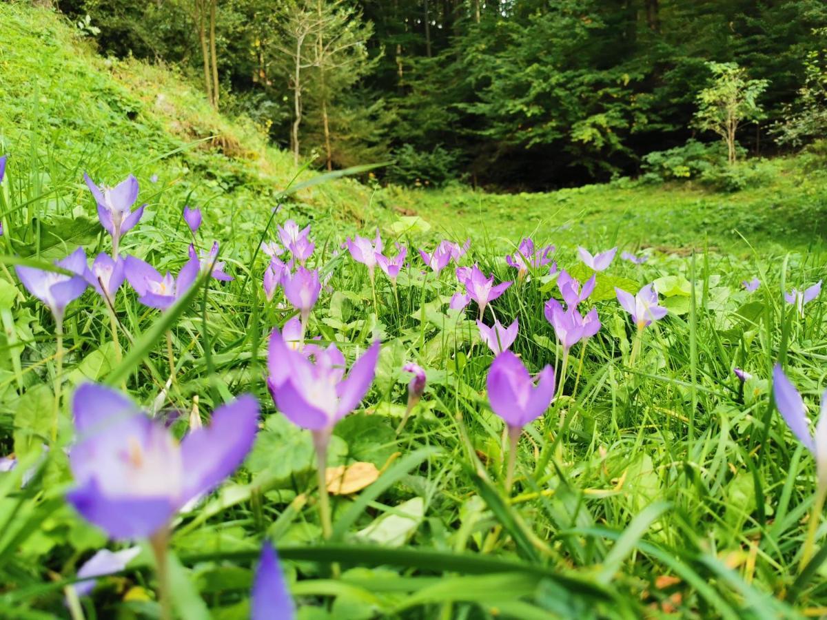 Soho Lodge Rasnov Bagian luar foto